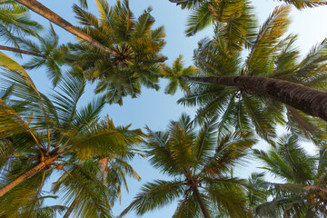 Green palm trees against the blue sky