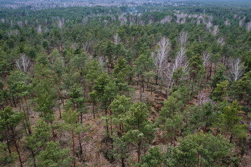View on a trees in Bialoleka Dworska Forest in Bialoleka district in Warsaw, capital of Poland