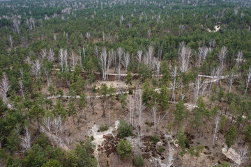 Bialoleka Dworska Forest in Bialoleka district in Warsaw, capital of Poland