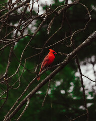 cardinal on a branch