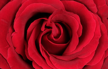 background red rose close-up macro