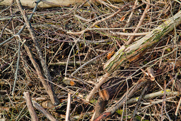 felled tree branches stacked in piles