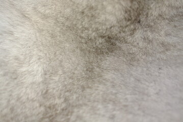 Mink fur for the production of fashionable fur coats background for the catalog