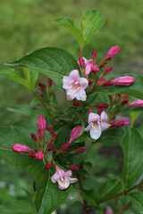 Weigela Rosea. Floral background.  Many pink Flowers on a bush in the garden. Pink Flower, fully open and closed flowers with green leaves. Delicate pink flowers Weigela Rosea on a green bush. Spring 
