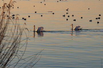 Swan in the lake of Constance in Altenrhein in Switzerland