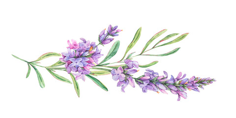 Watercolor lavender flowers natural illustration in vintage style isolated on white background. Lilac botanical greeting card © depiano