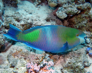 Fototapeta na wymiar A Rusty Parrotfish (Scarus ferrugineus) in the Red Sea, Egypt