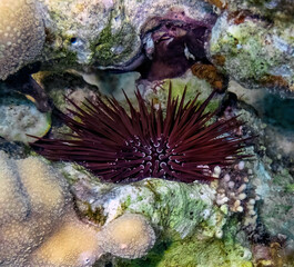 A Slate Pencil Sea Urchin (Eucidaris tribuloides) in the Red Sea, Egypt