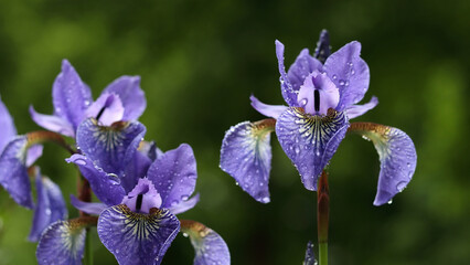 Lot of Irises. Violet Iris flowers are growing in garden. Iridaceae. A plant with impressive flowers, garden decoration. Flowers of Siberian Iris wetted by rain. Background from violet flowers