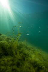 Fototapeta na wymiar Unterwasserlandschaft in einem Schweizer See mit Licht und Flussbarschen.