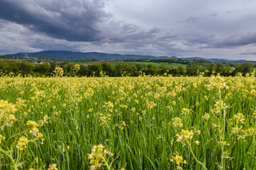 Rapeseed field during spring in Miedzyrzecze Gorne, small village in Silesia region of Poland