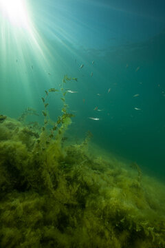 Unterwasserlandschaft in einem Schweizer See mit Licht und Flussbarschen.