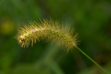 Capim-rabo-de-raposa