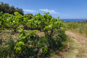 Fototapeta na wymiar Grapevines on Corfu Island in Greece