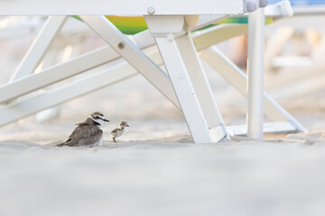 Male Kentish plover with his chicks on the beach between the umbrellas.