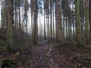 Fototapeta premium Forêt Dourd'hal 31 décembre