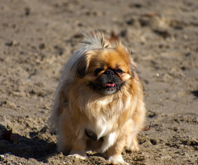 Pekingese dog on the beach 