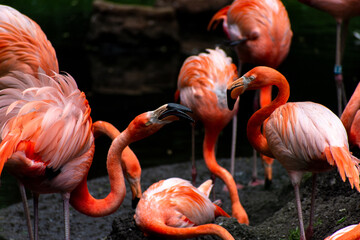 group of pink flamingos