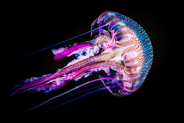 jellyfish on black background - Powered by Adobe