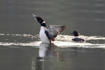 a loon bursts through the surface of a lake shedding droplets of water