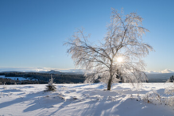 Frozen tree and sun shining through tree crown, winter at Zhuri, Sumava national park