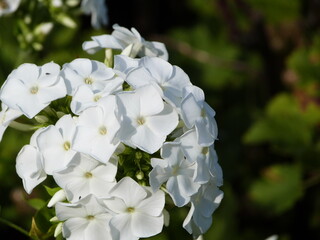 Natur Frühling Blume Pflanze Sommer