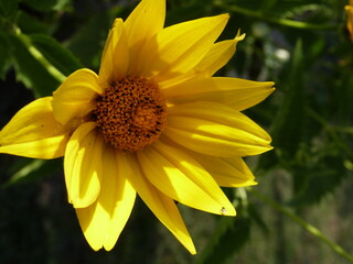 Natur Frühling Blume Pflanze Sommer