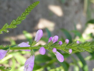 Natur Frühling Blume Pflanze Sommer