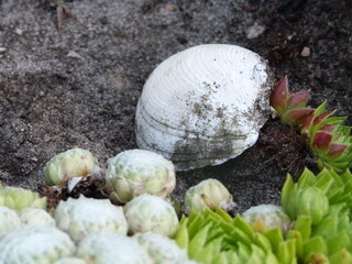 Natur Frühling Blume Pflanze Sommer Muschel
