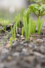 Natur Frühling Blume Pflanze Sommer