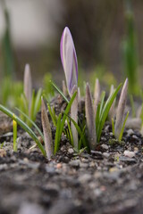 Natur Frühling Blume Pflanze Sommer