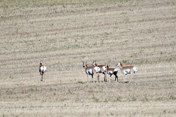 wild antelope roam the prairie in Saskatchewan, Canada