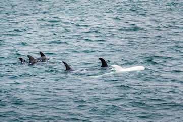 Naklejka premium A rare wild all white albino Risso's Dolphin, known as Casper, swims with its pod in the Pacific Ocean off the coast of the Monterey Bay in central California. 