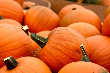 a close up of ripe orange pumpkins