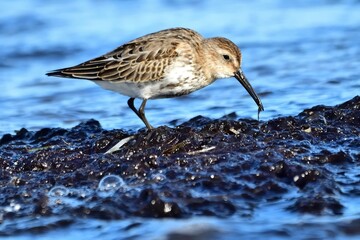 Alpenstrandläufer (Calidris alpina) am Nordseestrand.