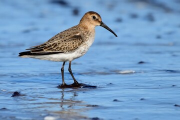 Alpenstrandläufer (Calidris alpina) am Nordseestrand.