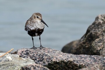 Alpenstrandläufer (Calidris alpina) am Nordseestrand.