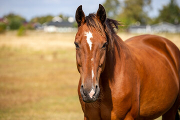 Obraz premium portrait of a horse