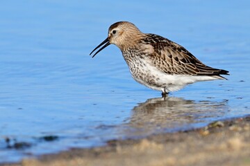 Alpenstrandläufer (Calidris alpina) am Nordseestrand.