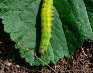 Cutworm moth larva are caterpillars that are a serious garden pest, causing damage to a wide variety of plants.