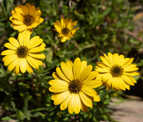 Yellow Gold African Daisy blossoms in the sunshine