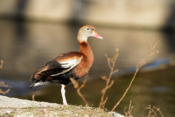 Black-bellied Whistling Duck