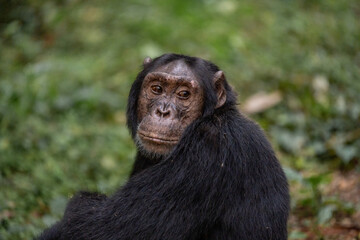 Chimpanzee, Kibale National Forest, Uganda, Africa