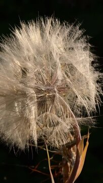 Fluffy seeds of dandelion like flower goatsbeard 