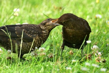 Eine junge Amsel (Turdus merula) wird von einem Altvogel gefüttert.