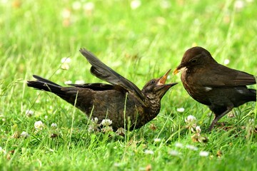 Eine junge Amsel (Turdus merula) wird von einem Altvogel gefüttert.