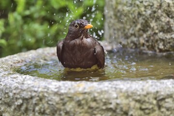 Eine Amsel (Turdus merula) badet in einem Springbrunnen.