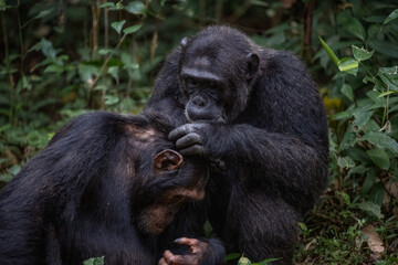 Two chimpanzees cleaning bugs off each other, Kibale National Forest, Uganda, Africa