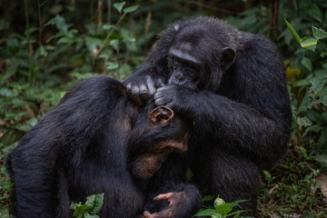 Two chimpanzees cleaning bugs off each other, Kibale National Forest, Uganda, Africa