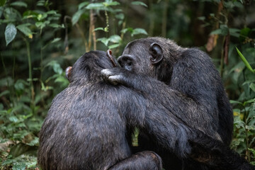 Two chimpanzees cleaning bugs off each other, Kibale National Forest, Uganda, Africa